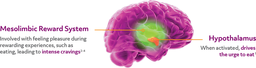 A 3D image of a purple brain with a green circle highlighting the hypothalamus. The line on the left is connected to copy that reads <q>Mesolimbic Reward System</q> and the line on the right reads  <q>Hypothalamus. </q> 